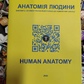 Анатомія людини. Контроль за самостійною підготовкою до практичних занять. Жовтий
