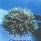 Бондарєв Ступеня